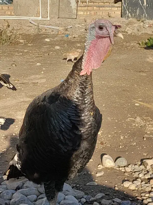 یک جفت بوقلمون|حیوانات مزرعه|گنبد کاووس, |دیوار