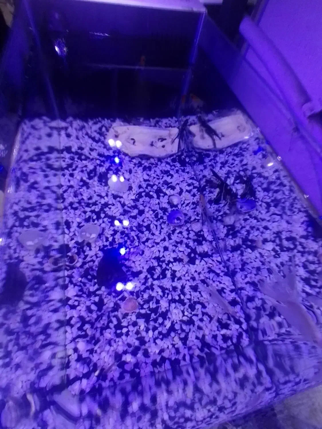 آکواریوم با تمام امکانات و ماهی|ماهی|رشت, حسین آباد|دیوار