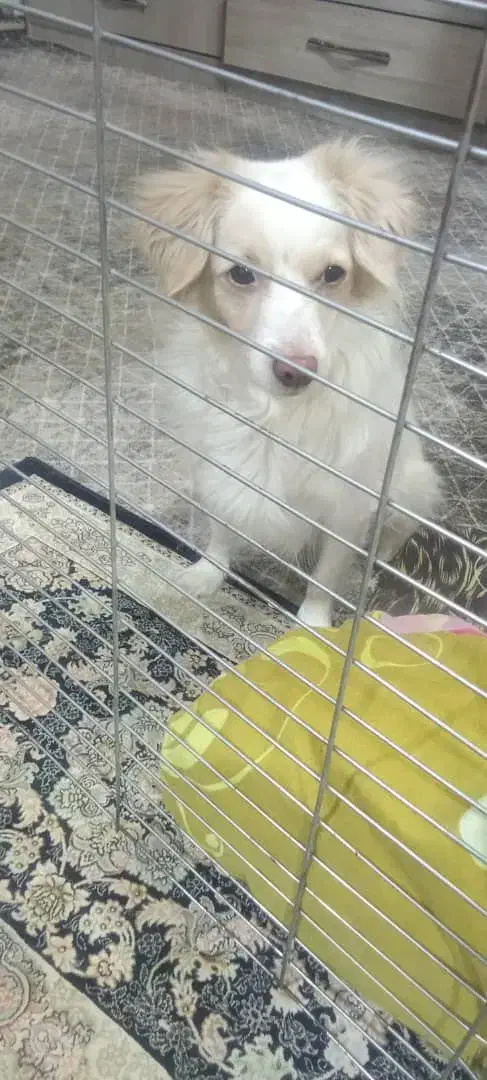 واگذاری سگ|سگ|تهران, یافت آباد جنوبی|دیوار