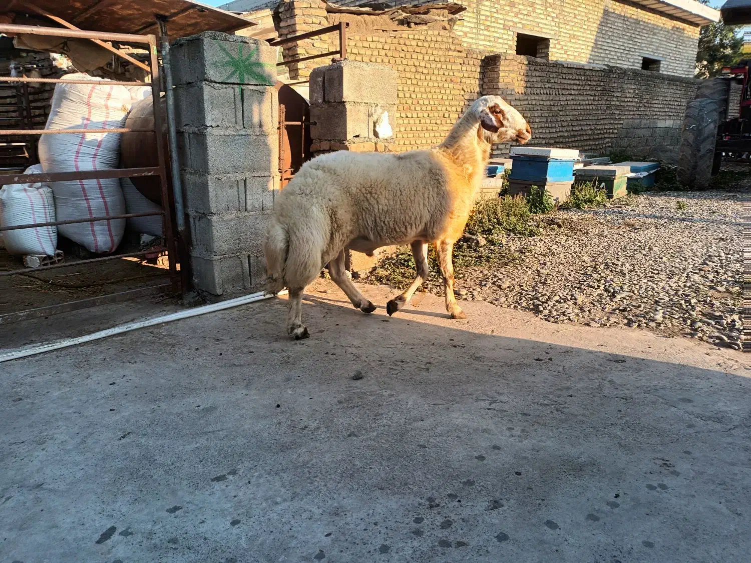 بره قوچ|حیوانات مزرعه|فاضل آباد, |دیوار