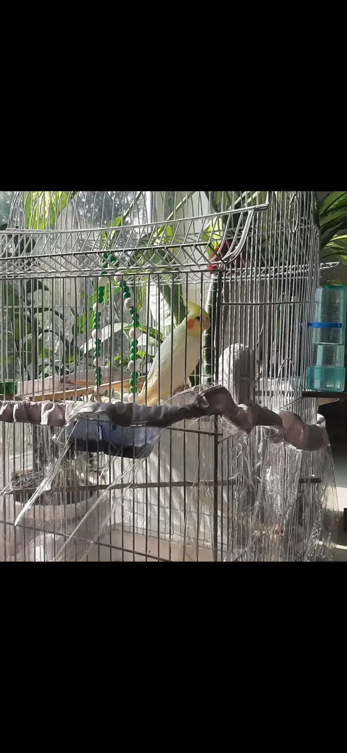 عروس هلندی ماده|پرنده|نقده, |دیوار