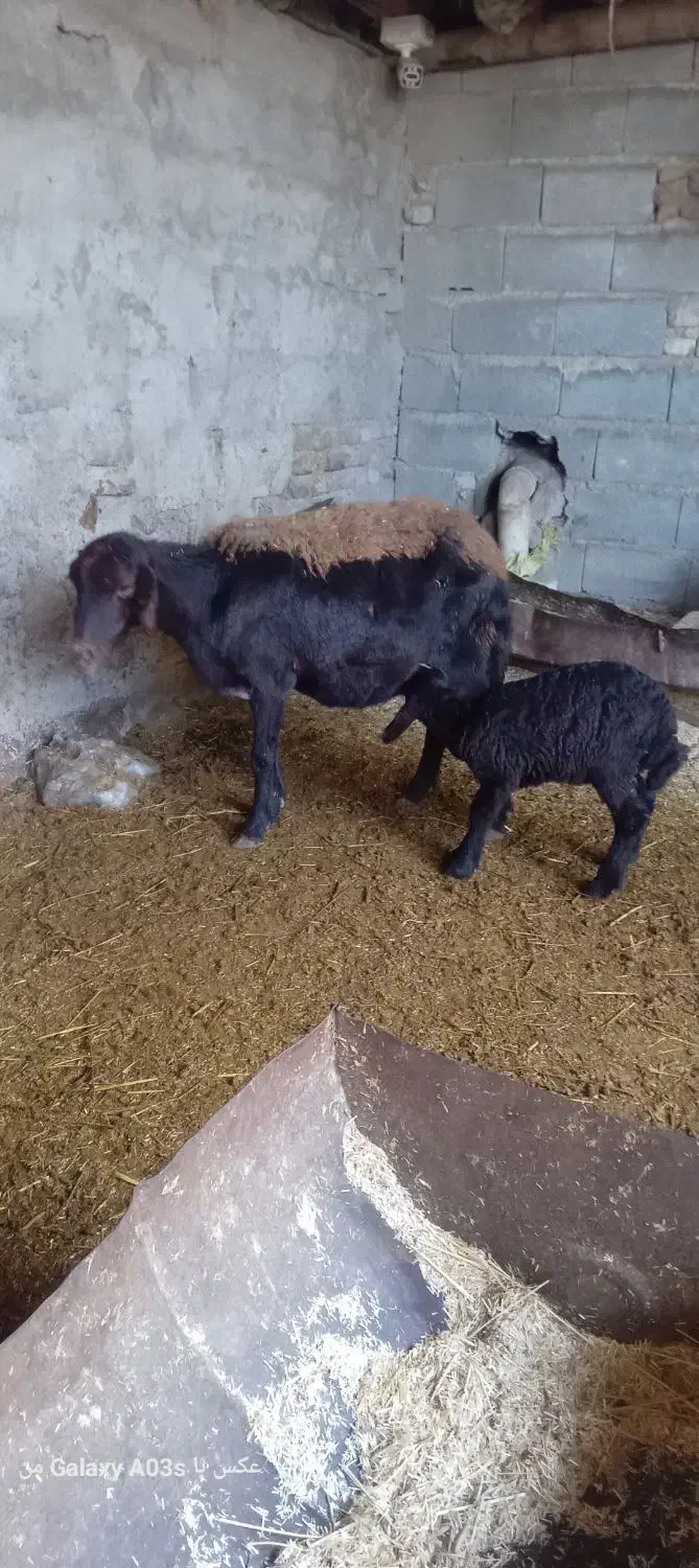 گوسفند با بره میش افشاری بره ماده یک ماه خوراک خور|حیوانات مزرعه|گالیکش, |دیوار