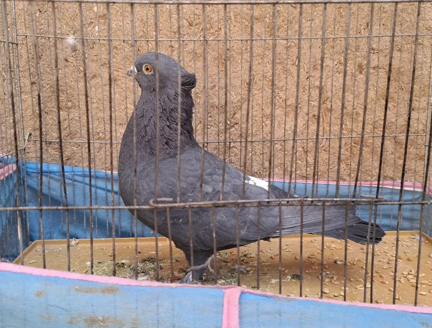 حیوان|حیوانات مزرعه|یزد, |دیوار