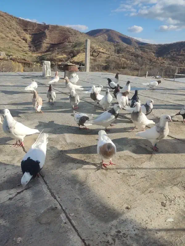 کبوتر|پرنده|مریوان, |دیوار