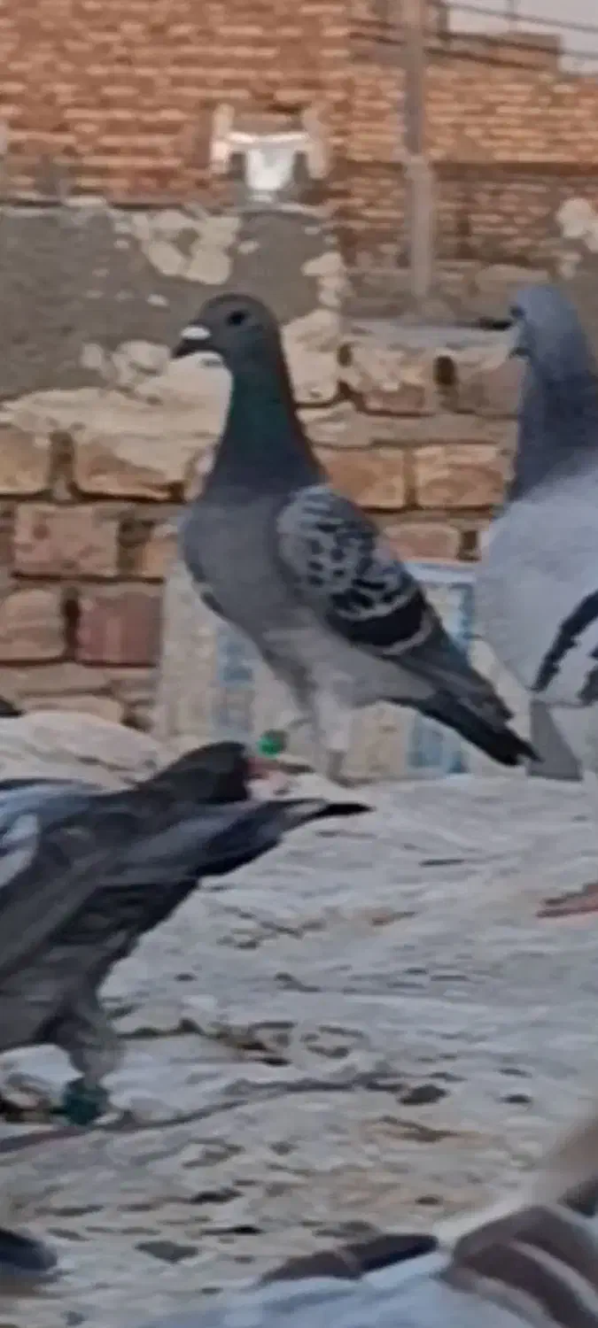 گم شده|حیوانات|زابل, |دیوار