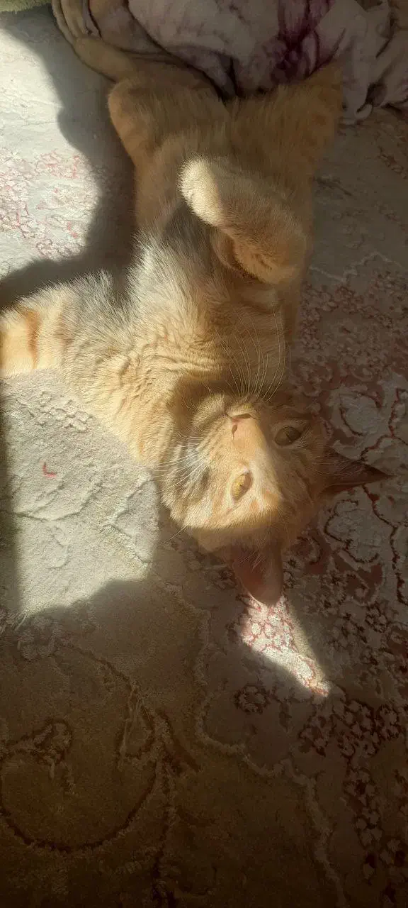 گربه نر نارنجی|گربه|مشهد, ادیب نیشابوری (شهرک غرب)|دیوار