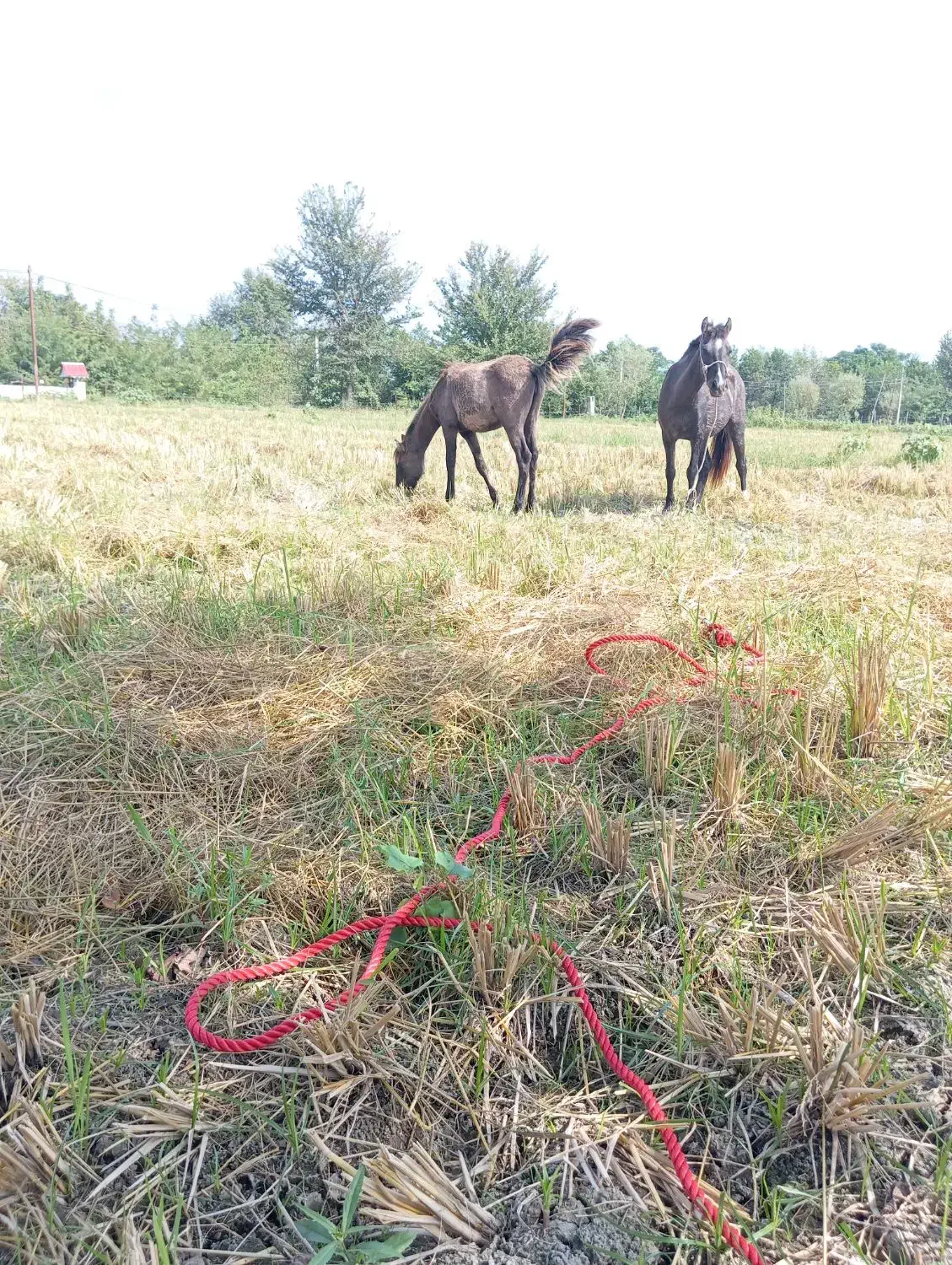 مادیان وکره|اسب و تجهیزات اسبسواری|شاندرمن, |دیوار