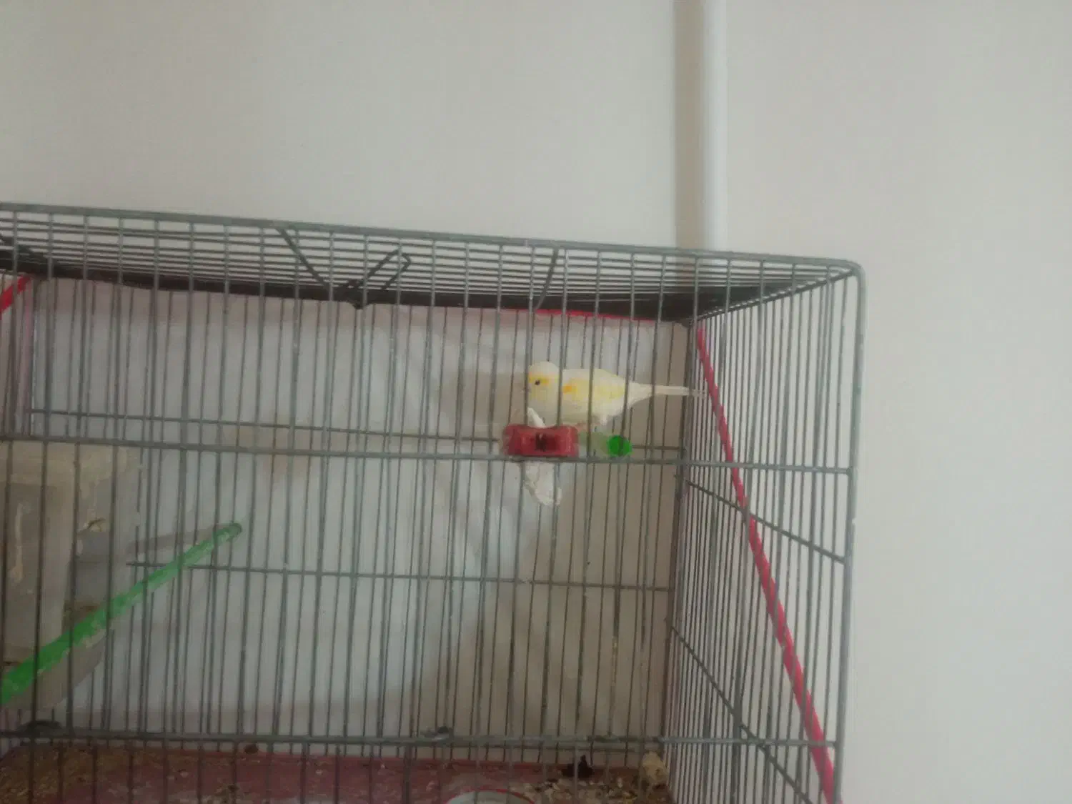 قناری نر یا ماده|پرنده|شاهرود, |دیوار