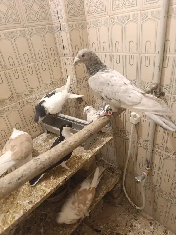 کفتر سرور|پرنده|قم, صفائیه|دیوار