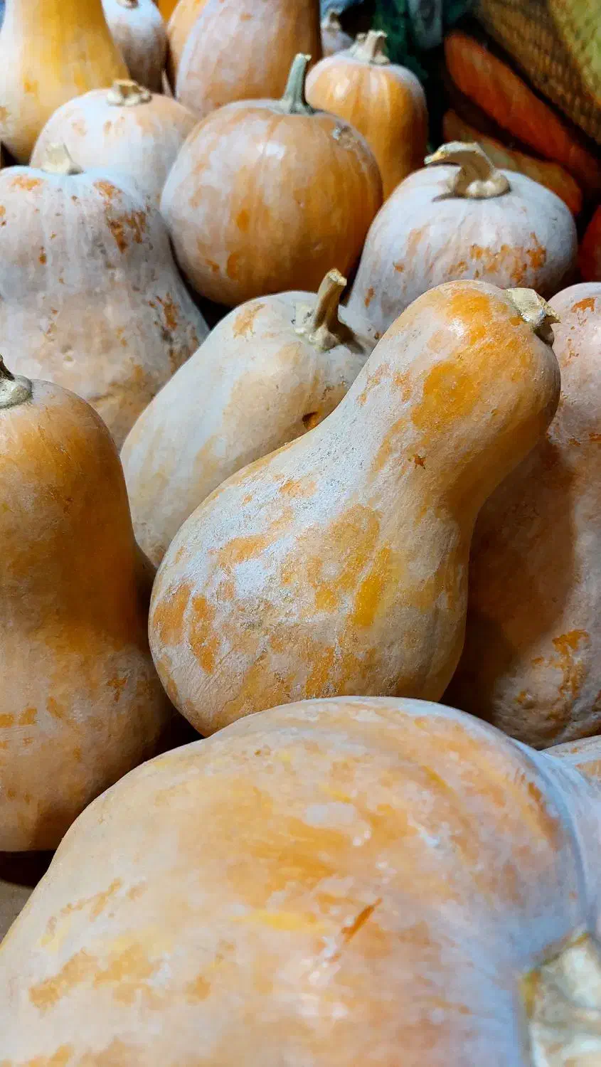 کدو حلوایی شیرین + هایپر میوه گلچین|خوردنی و آشامیدنی|شاهدشهر, |دیوار