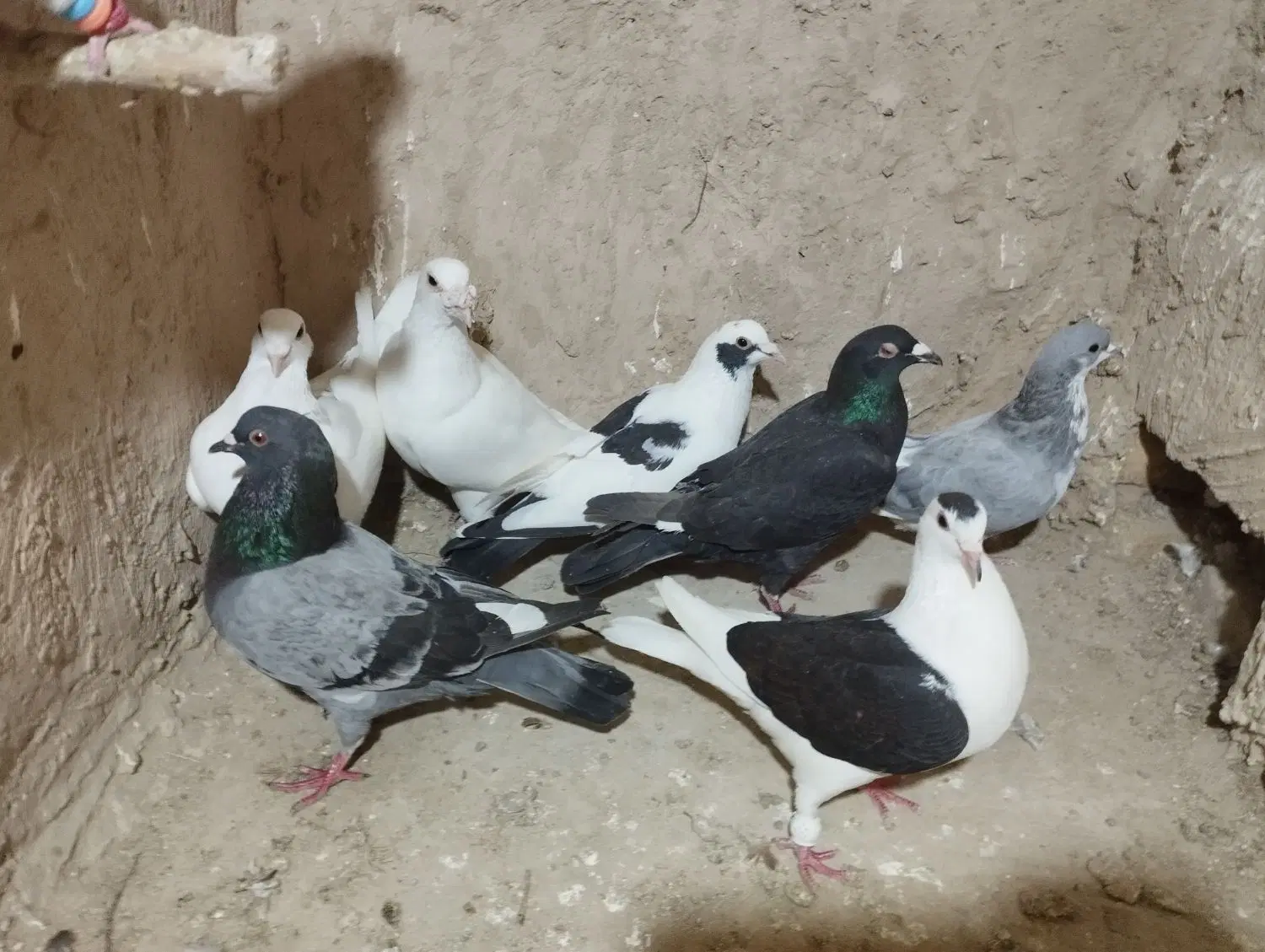 کفتر|پرنده|شیروان (خراسان), |دیوار