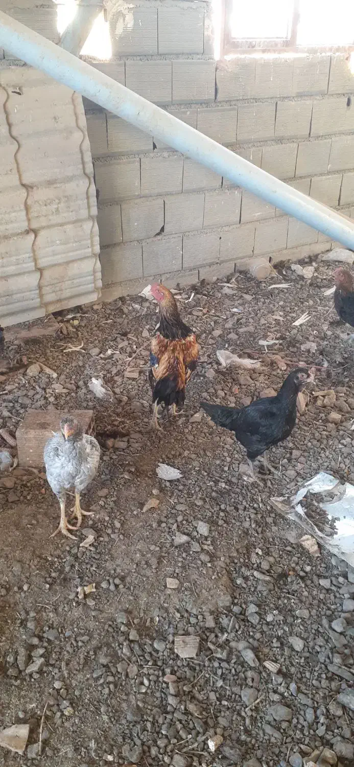 مرغ و خروس لاری و محلی|حیوانات مزرعه|بسطام, |دیوار