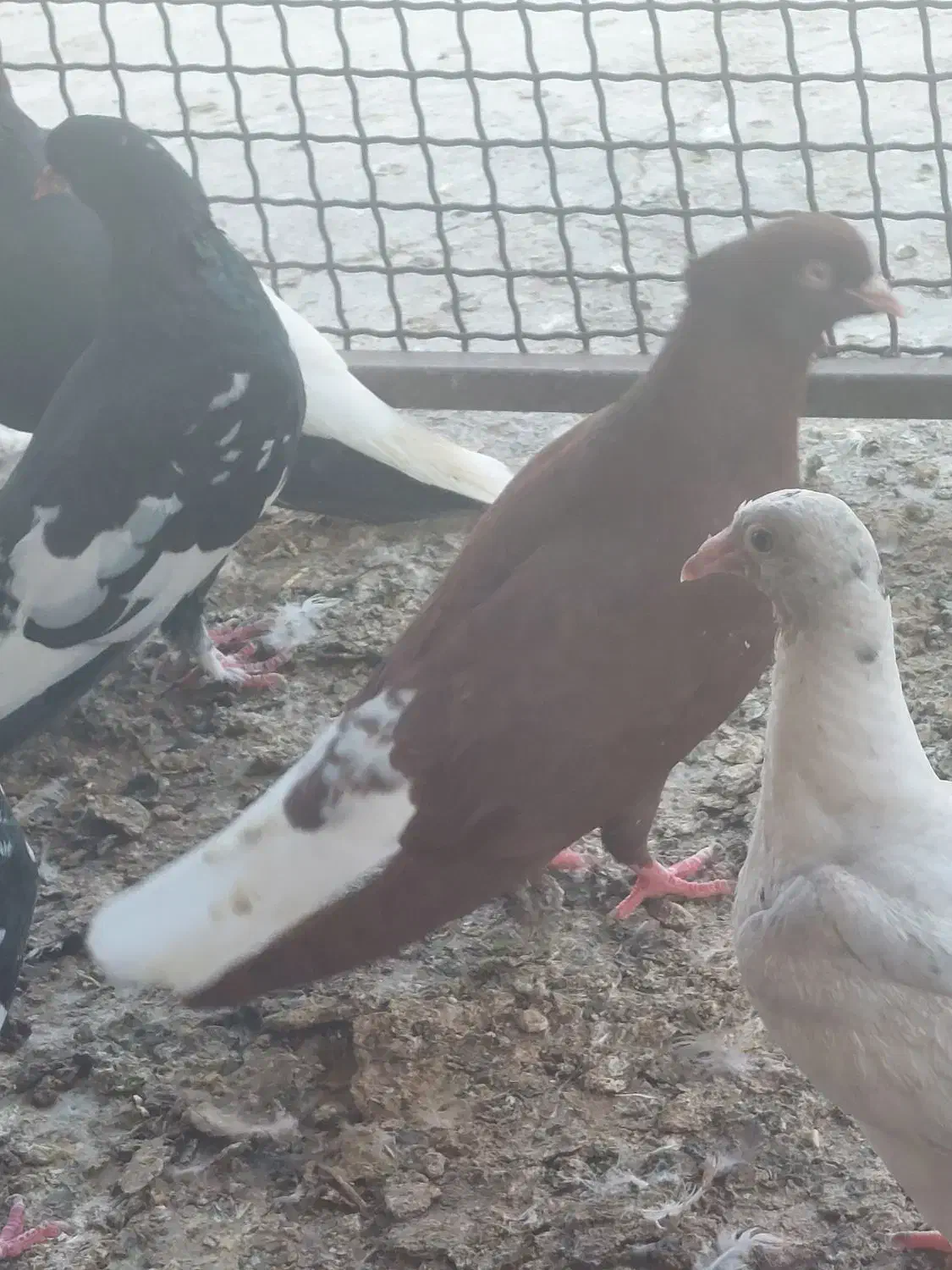 تعدادی کبوتر|پرنده|وحدتیه, |دیوار