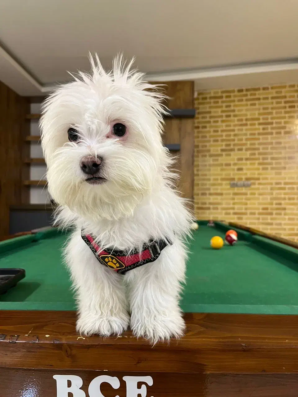 واگذاری فوری پامر مانتیپو|سگ|فولادشهر, مسکن مهر فولادشهر|دیوار