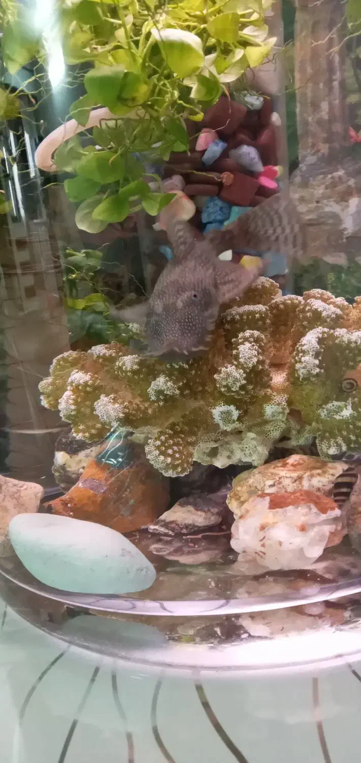 پوزه بوته ای|ماهی|اسلامشهر, شهرک مهدیه|دیوار