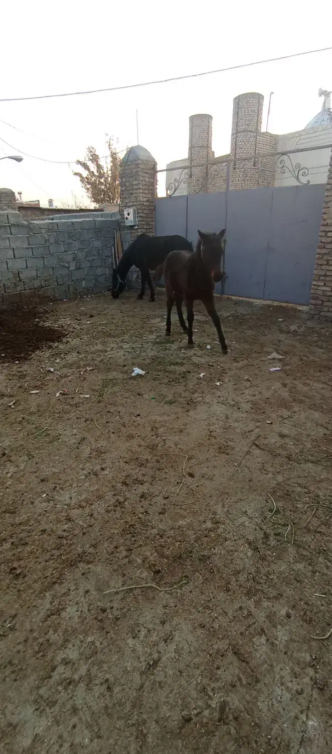 اسب سیاه|اسب و تجهیزات اسبسواری|خوی, |دیوار