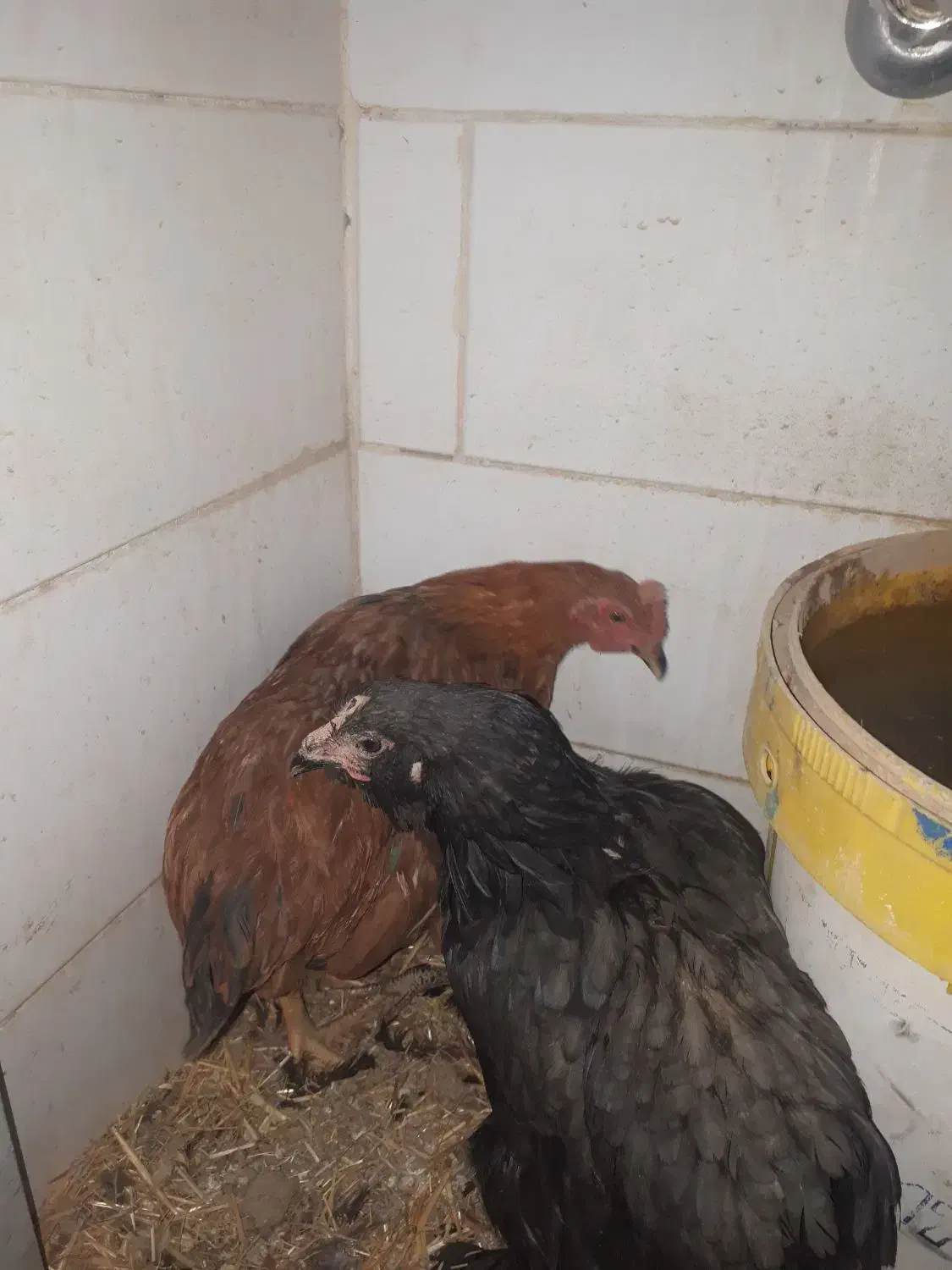 مرغ تزعینی برهماو۲خروس اول متنوبخونیدبعدپیام بدهید|حیوانات مزرعه|کنگاور, |دیوار