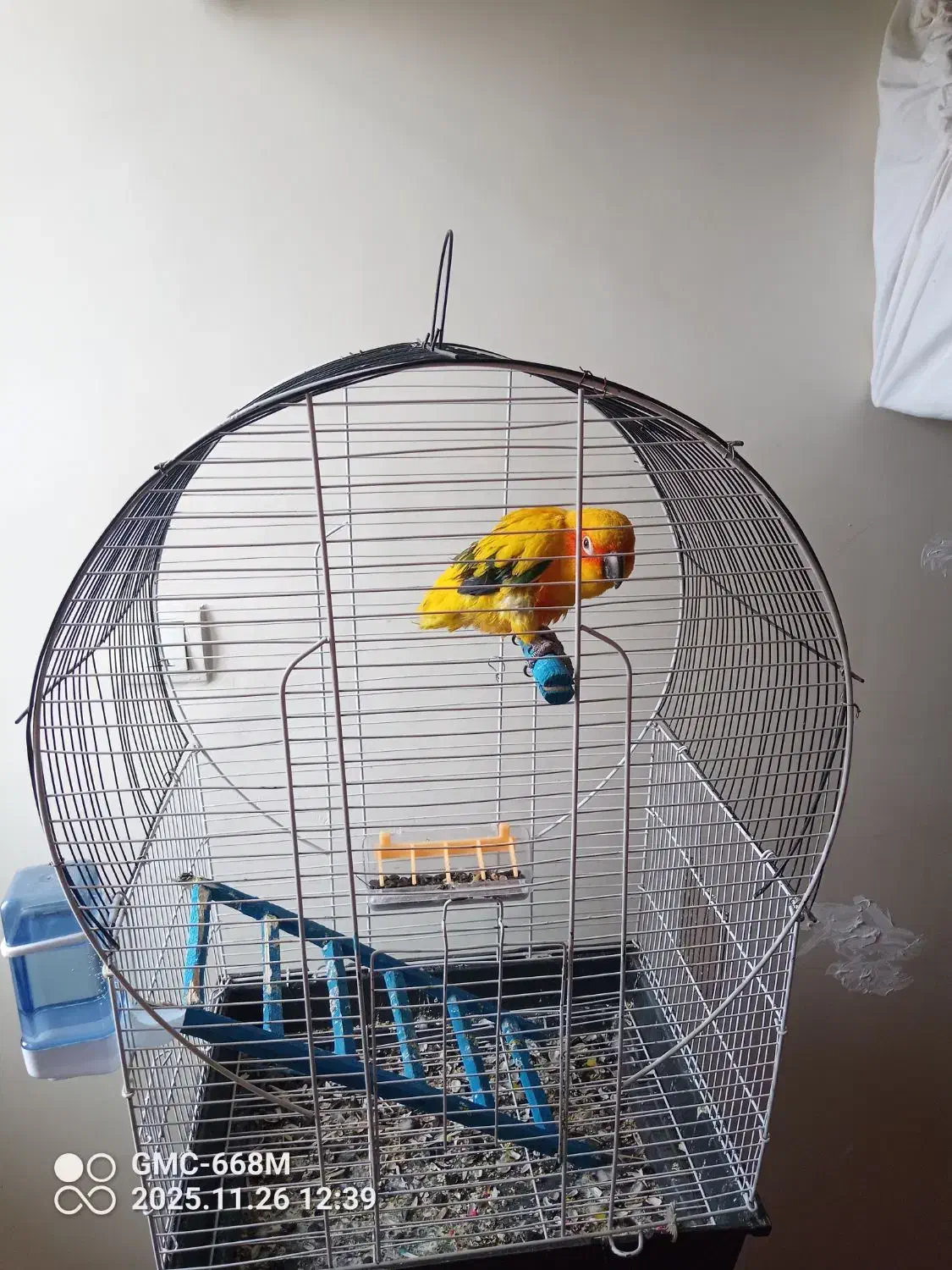 طوطی کانور خورشیدی|پرنده|اردبیل, |دیوار