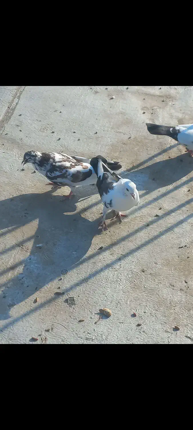 کبوتر|پرنده|پارس‌آباد, |دیوار