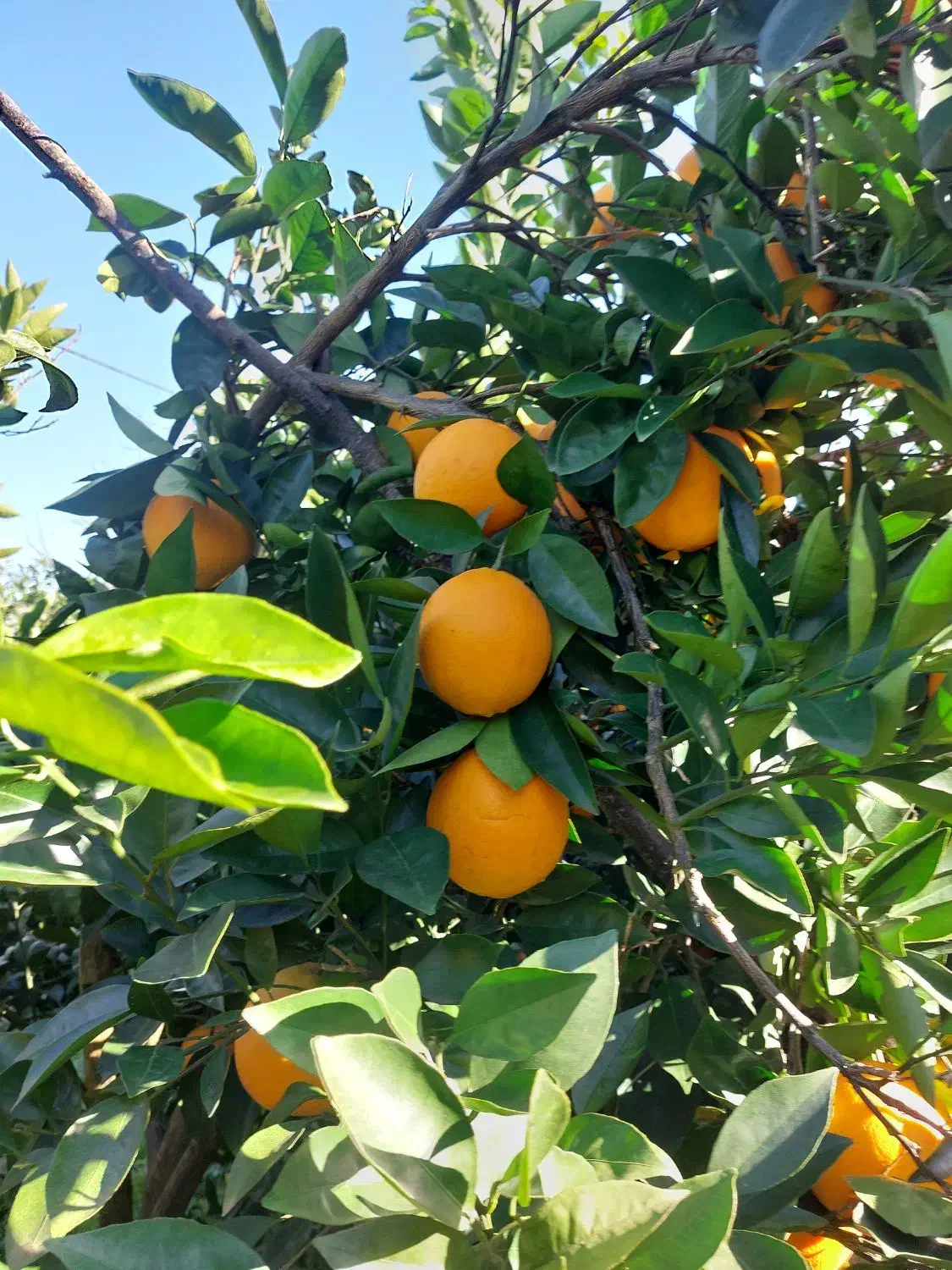 پرتقال|خوردنی و آشامیدنی|پرهسر, |دیوار