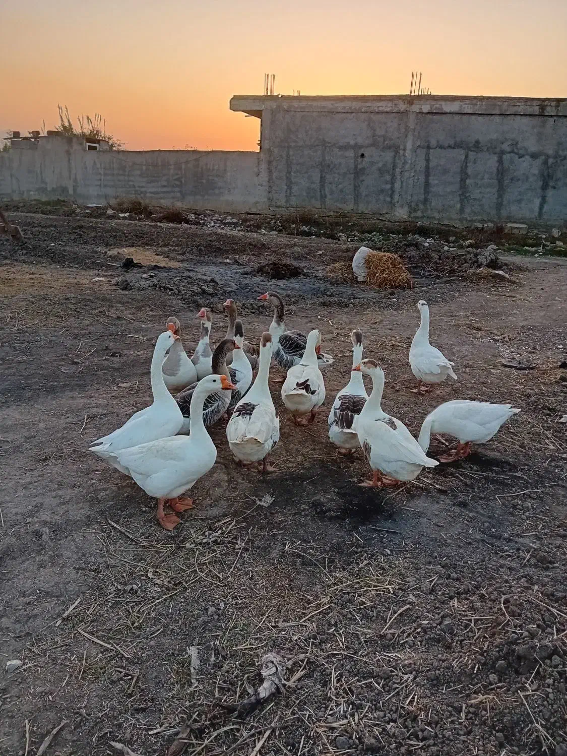 تخم غاز|حیوانات مزرعه|مزرعه کتول, |دیوار