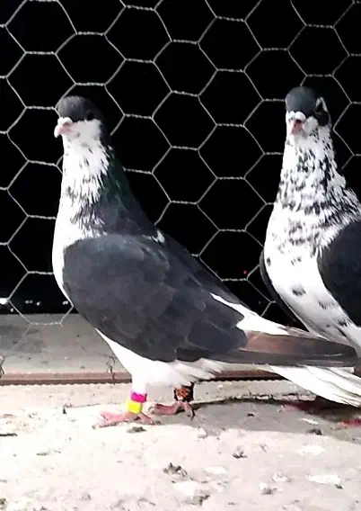 کبوتر اس رنگی و فری|پرنده|گنبد کاووس, |دیوار