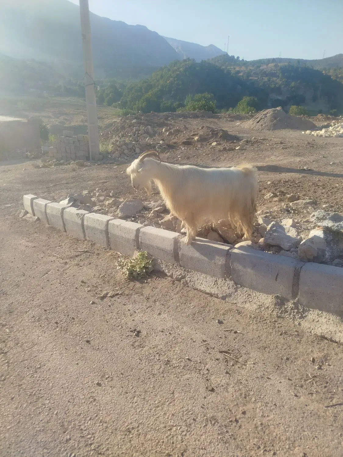 دو عدد بز گله داری به فروش میرسد|حیوانات مزرعه|بازفت, |دیوار