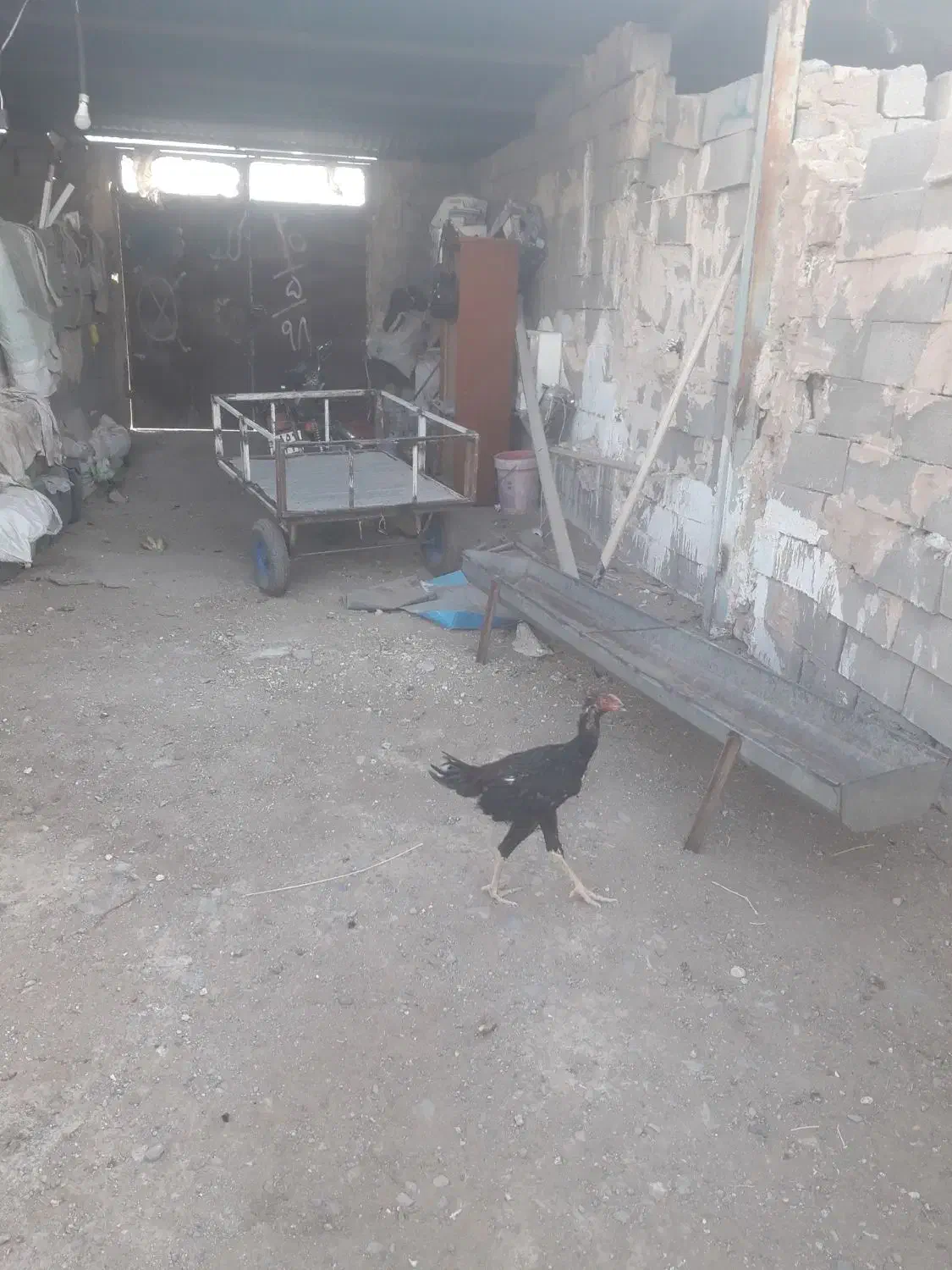 گاری برا پشت موتور هندا|موتورسیکلت|کاشمر, |دیوار