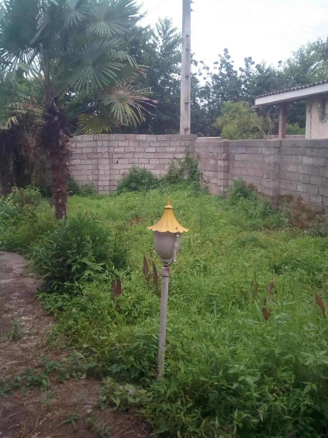 دو عدد درخت پالم|گل و گیاه طبیعی|عباس‌آباد, |دیوار