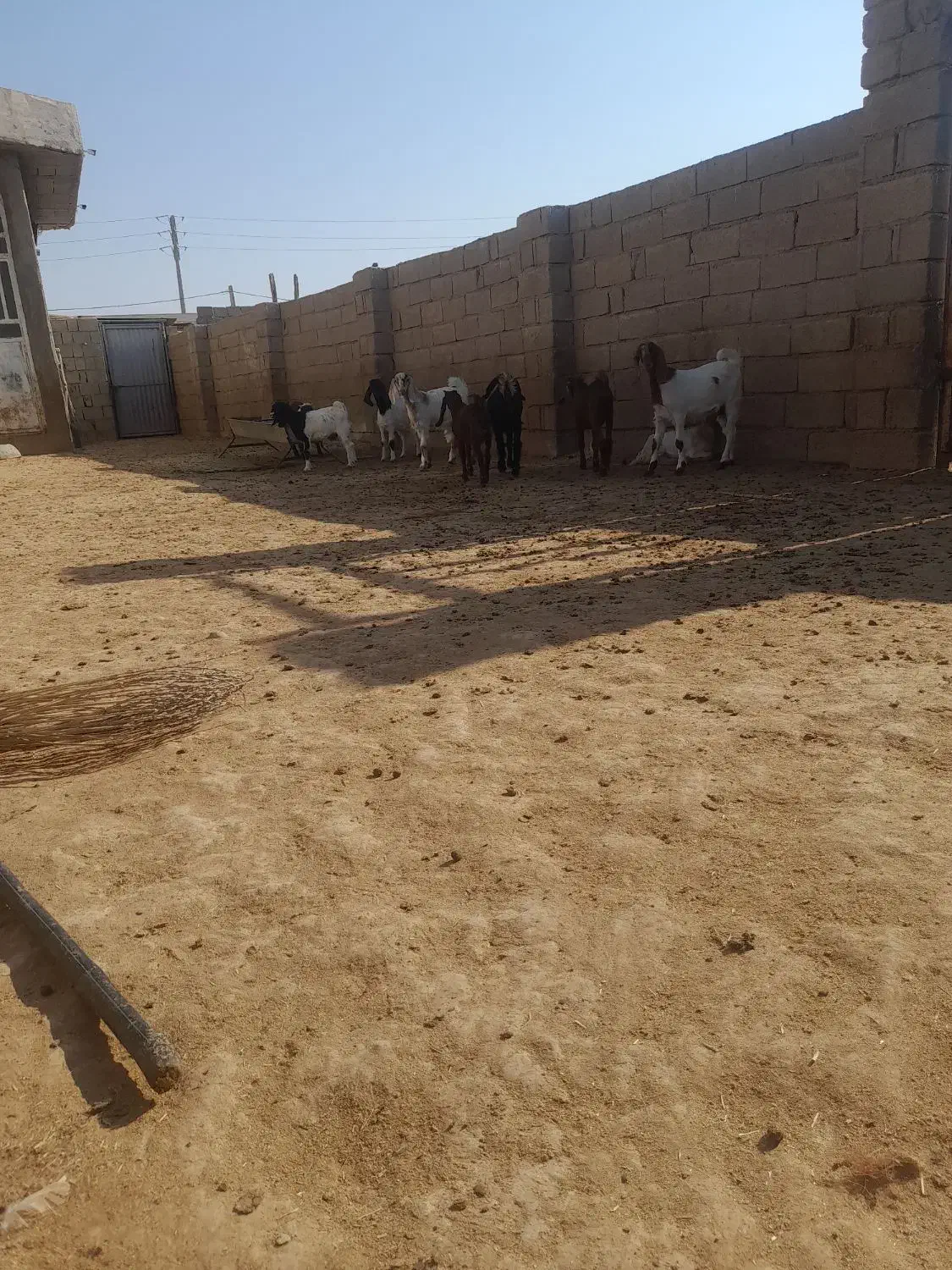 کهره نر و ماده|حیوانات مزرعه|بندر گناوه, |دیوار