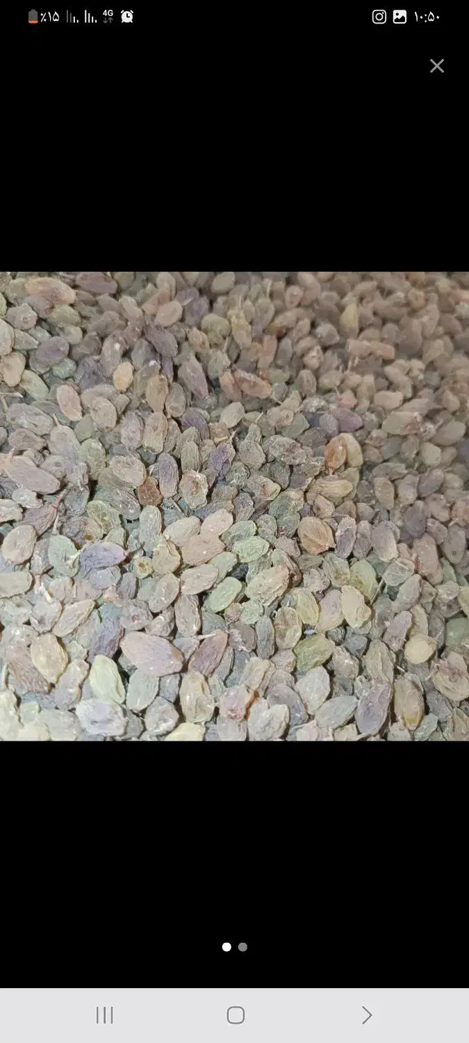 کشمش سایه خوشک|خوردنی و آشامیدنی|تویسرکان, |دیوار
