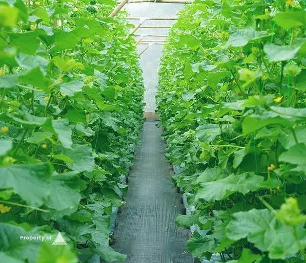 گلخانه فروشی|فروش دفتر صنعتی، کشاورزی، تجاری|یزد, |دیوار