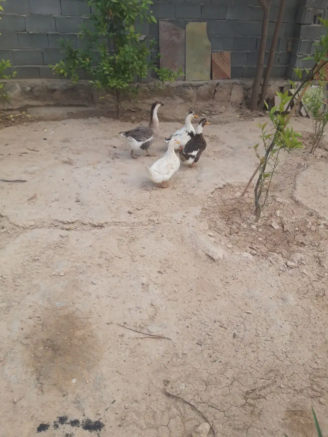 اردک و غاز|حیوانات مزرعه|سرپل ذهاب, |دیوار