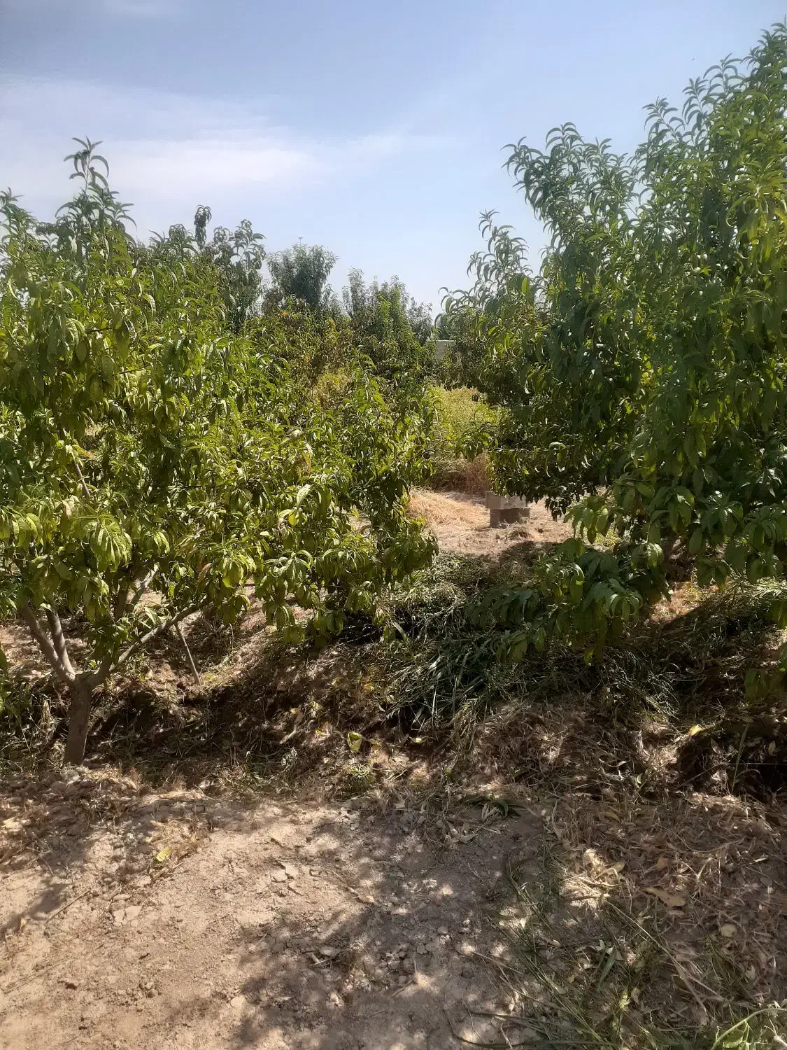 چهار دیواری باغی ۶۳۵ متر|فروش خانه و ویلا|ورامین, ورامین|دیوار