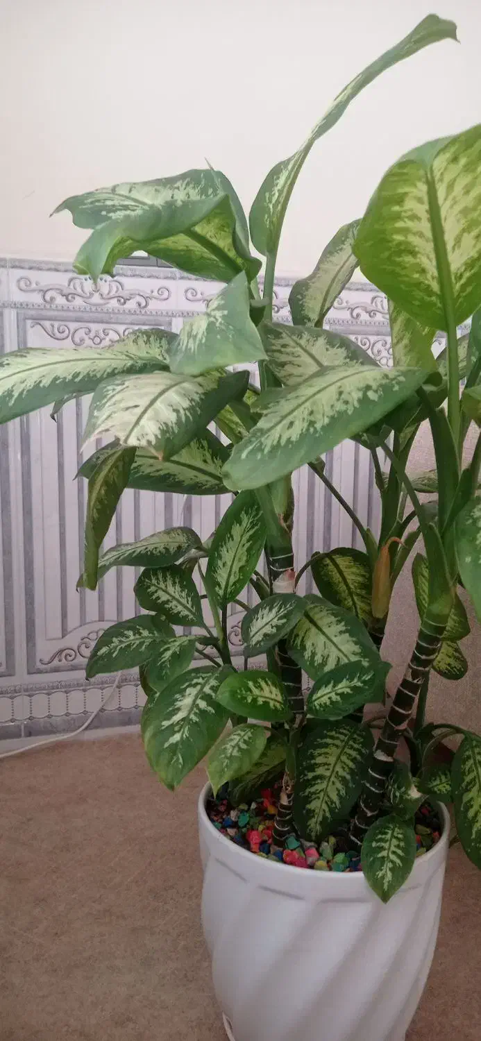 گل دیفن|گل و گیاه طبیعی|پاوه, |دیوار