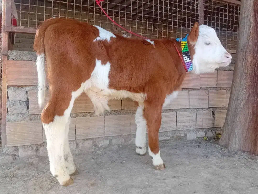 خرید و فروش انواع گوساله|حیوانات مزرعه|کهنوج, |دیوار