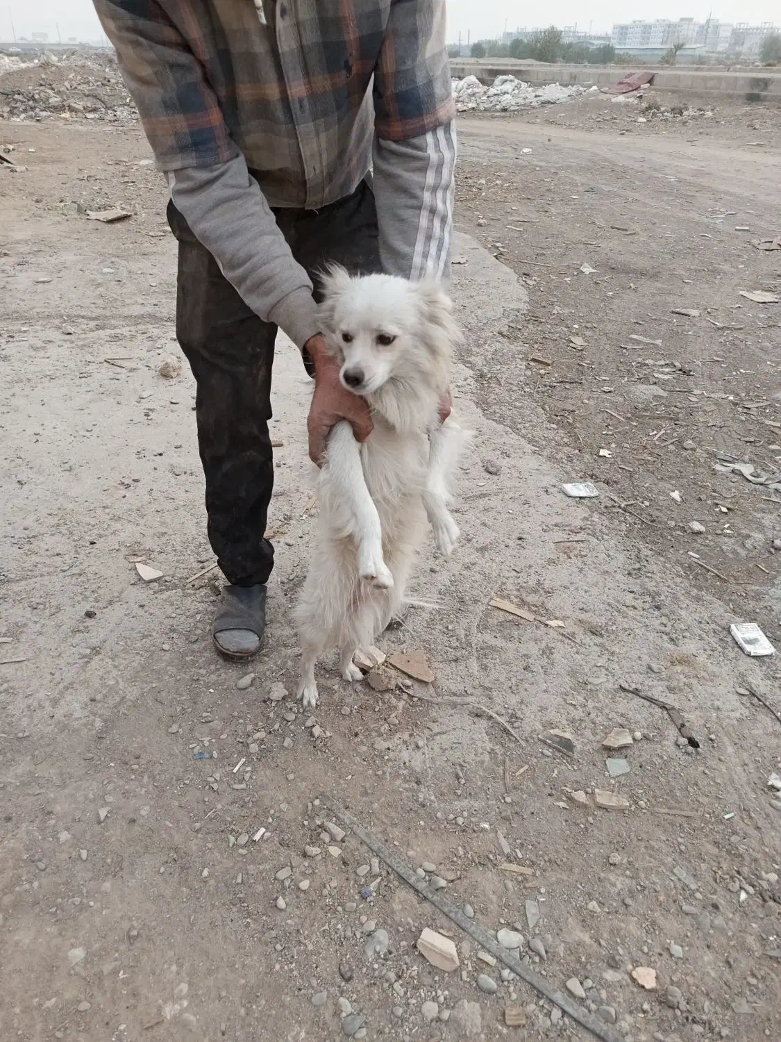 سگ پا کوتاه نر فروشی|سگ|اسلامشهر, شهرک قائمیه|دیوار