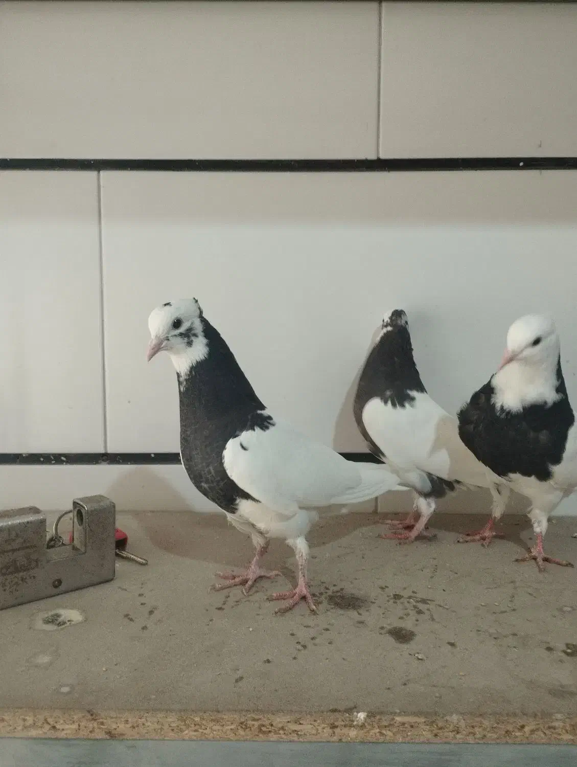 کفتر موقلف|پرنده|اقبالیه, |دیوار