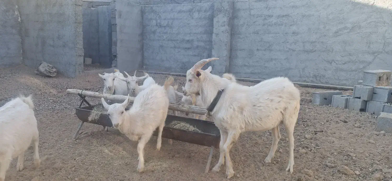 بزغاله سانن|حیوانات مزرعه|شهرضا, |دیوار