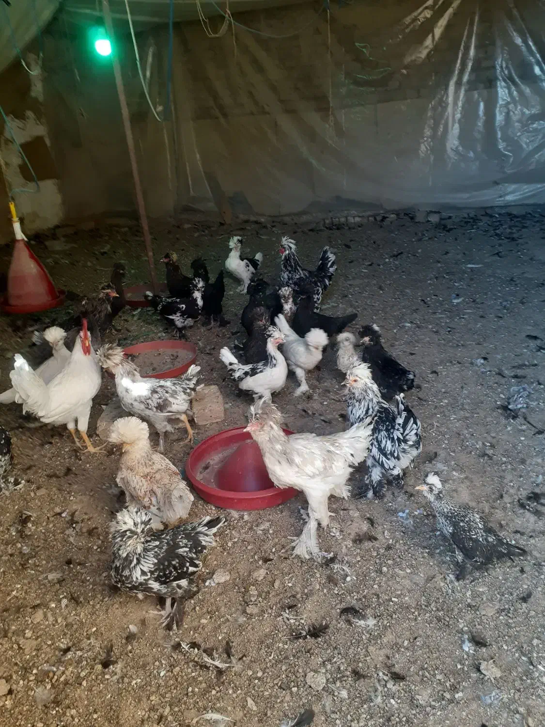 نیمچه پنچ ماهه سلطان|حیوانات مزرعه|زاویه, |دیوار