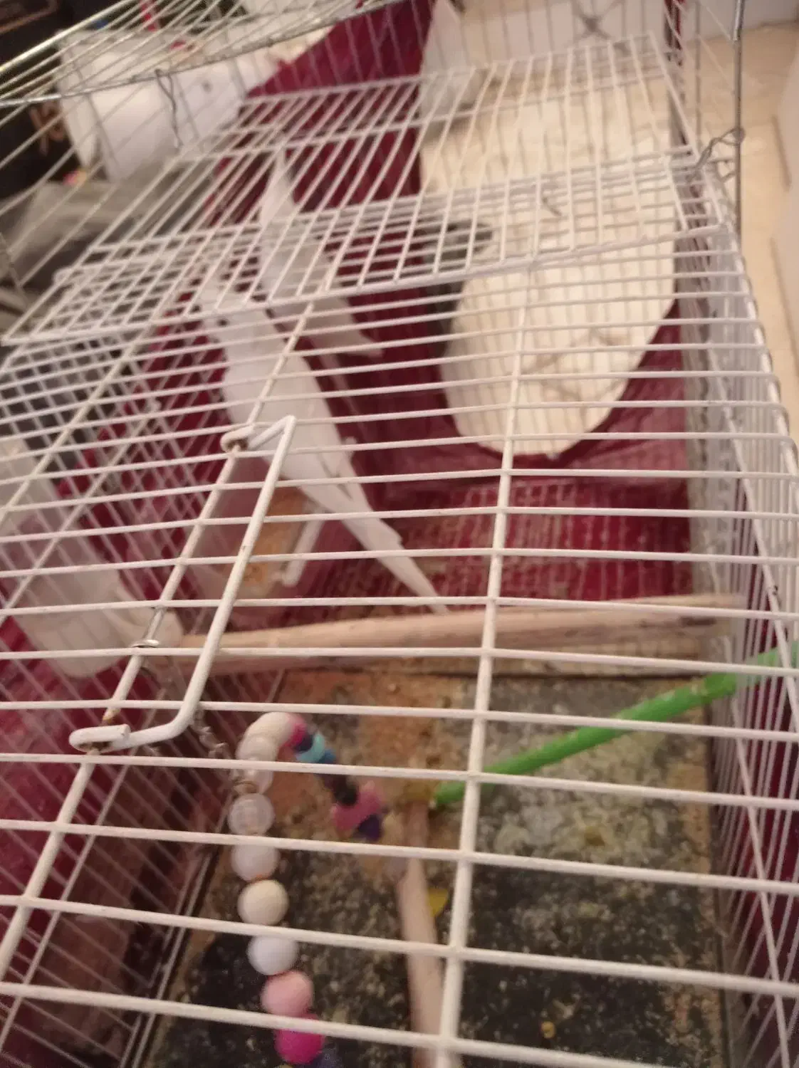 عروس هلندی آلبینو فروشی|پرنده|ایرانشهر, |دیوار