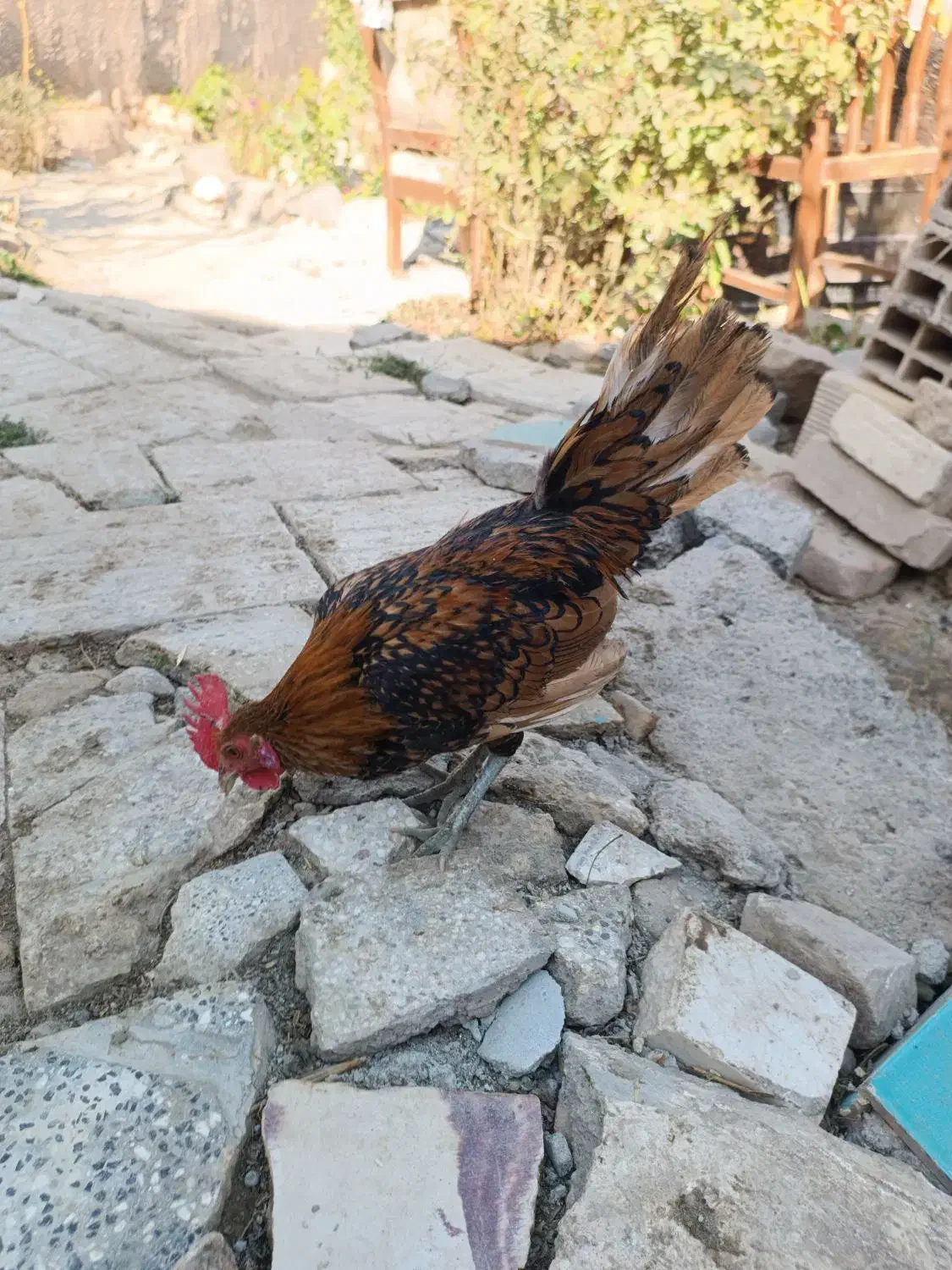 مرغ خروس مینیاتوری|حیوانات مزرعه|جغتای, |دیوار