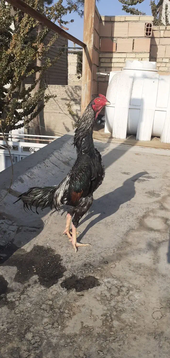 خروس‌اوشامو‌‌|حیوانات مزرعه|پیشوا, |دیوار