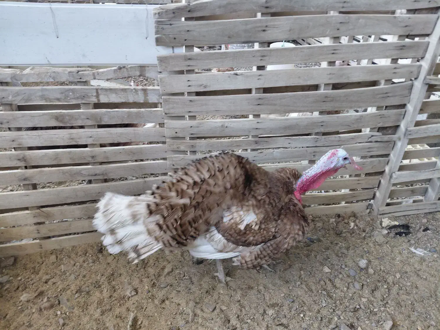 بوقلمون نر|حیوانات مزرعه|کشکوئیه, |دیوار