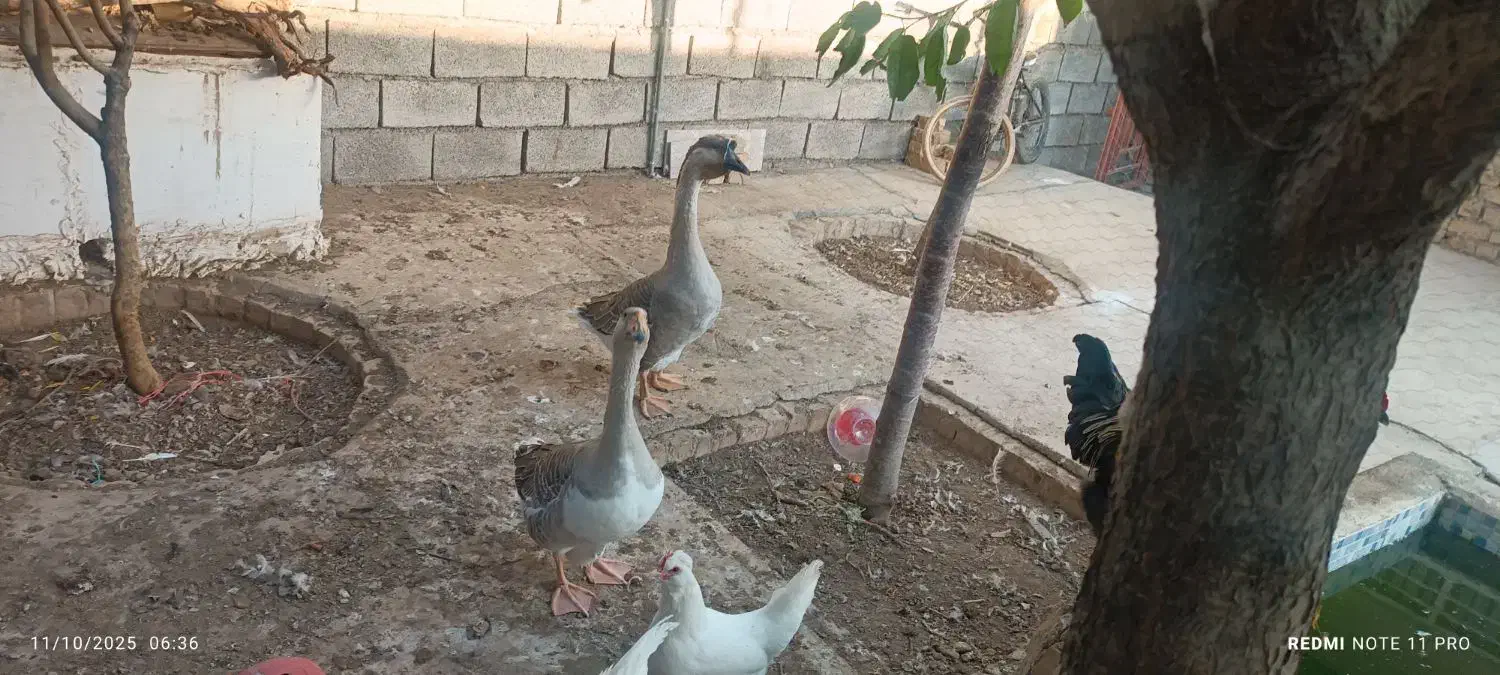 قو غاز|حیوانات مزرعه|نیشابور, رحمت آباد|دیوار