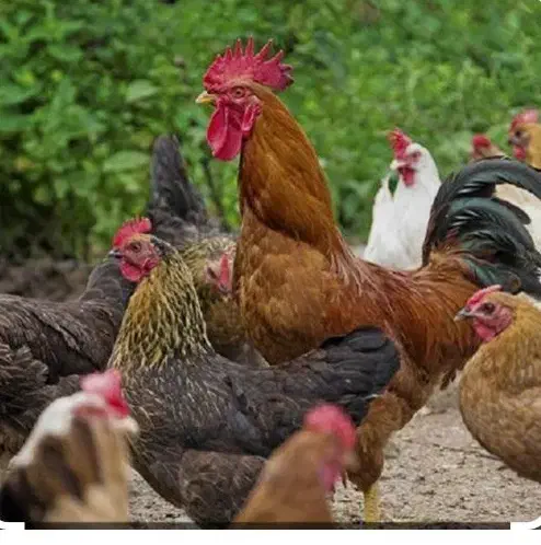 مرغ تخم گذار|حیوانات مزرعه|داران, |دیوار