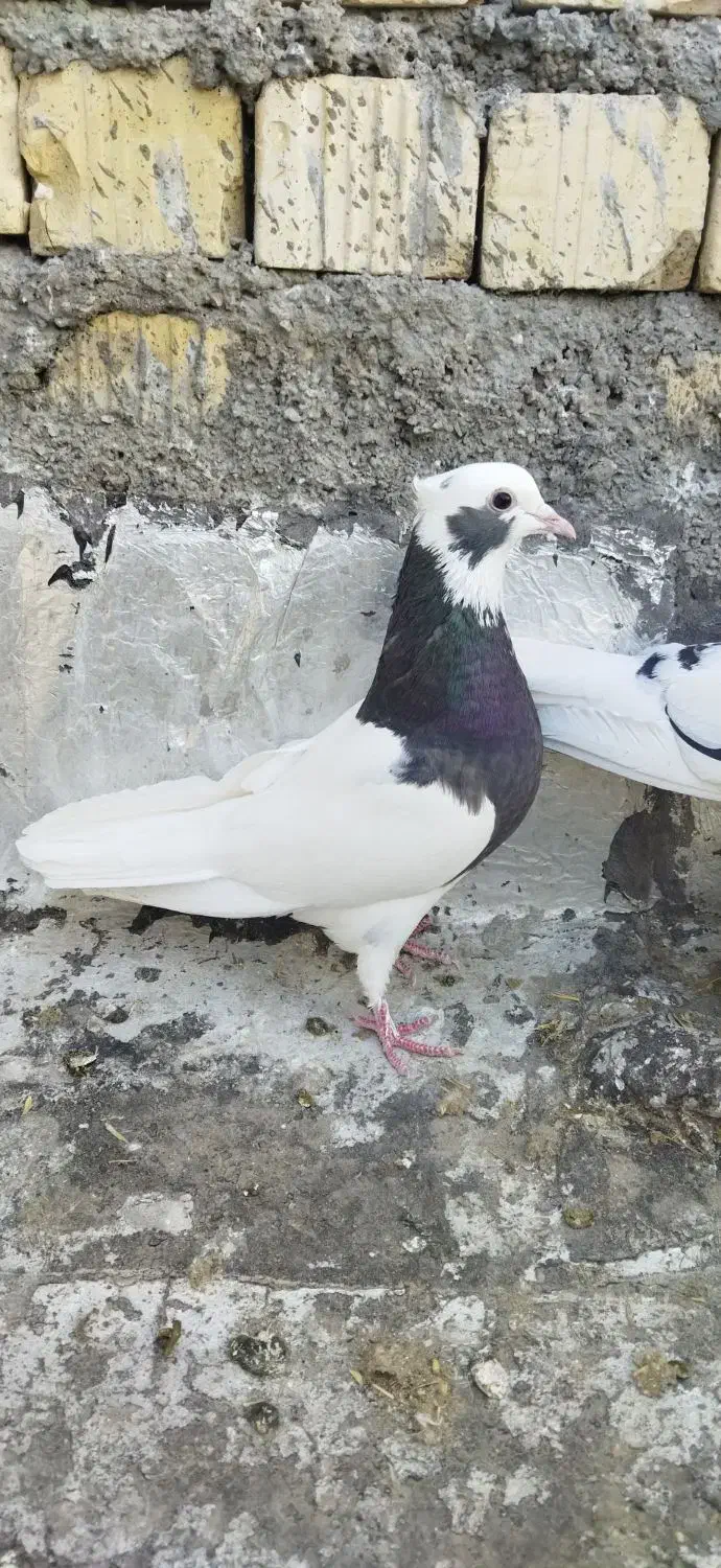 حیوون|حراج|فسا, |دیوار