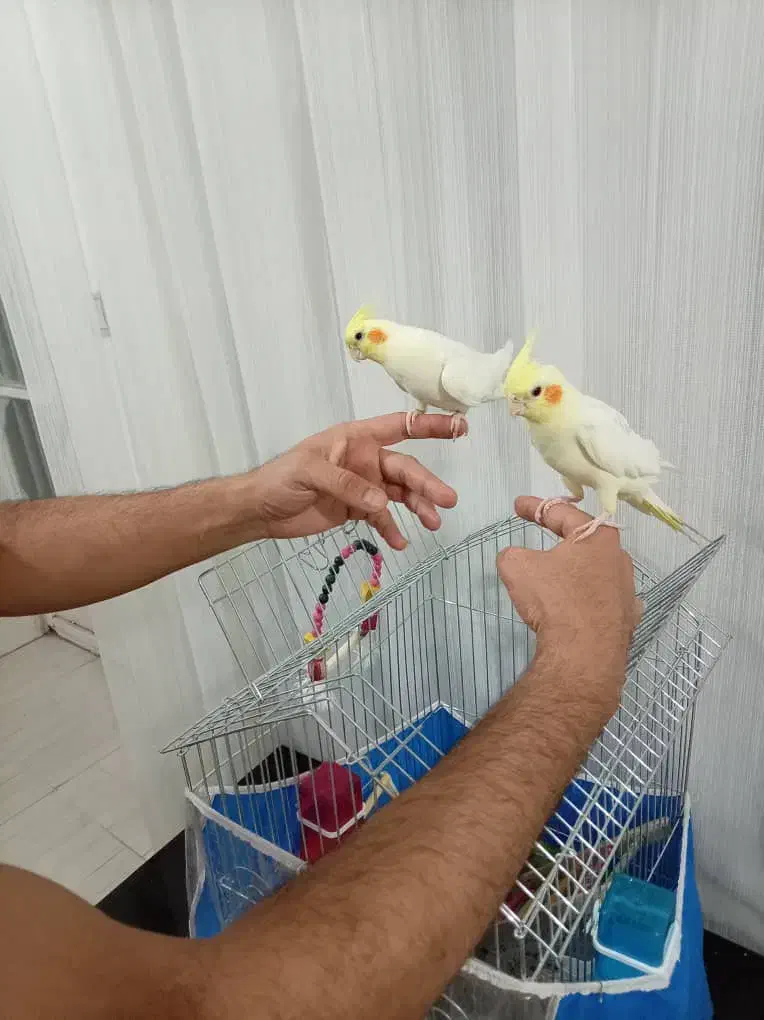 عروس هلندی|پرنده|مرودشت, ژیان|دیوار