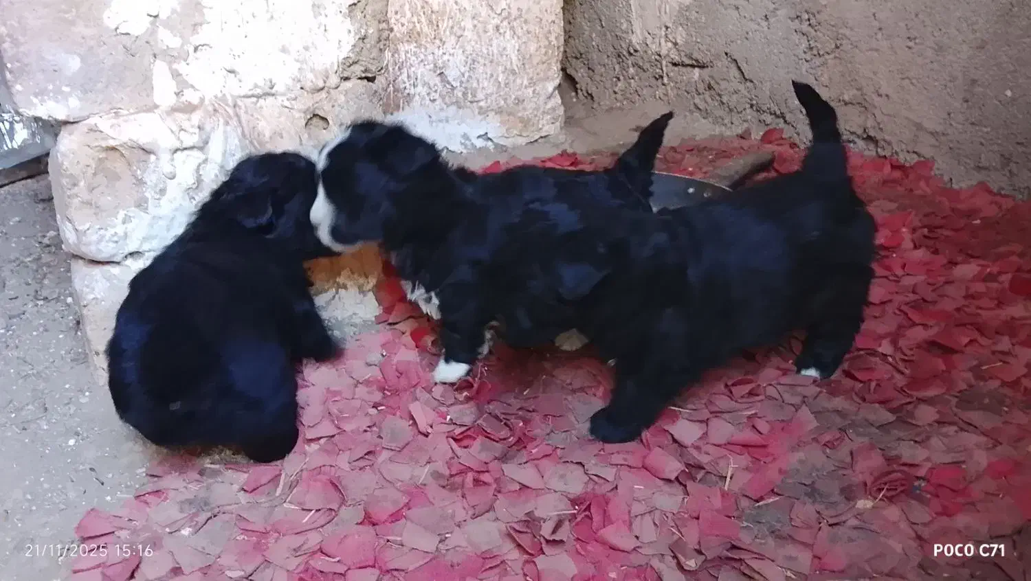 نژادشیتزو تریر|سگ|قزوین, |دیوار