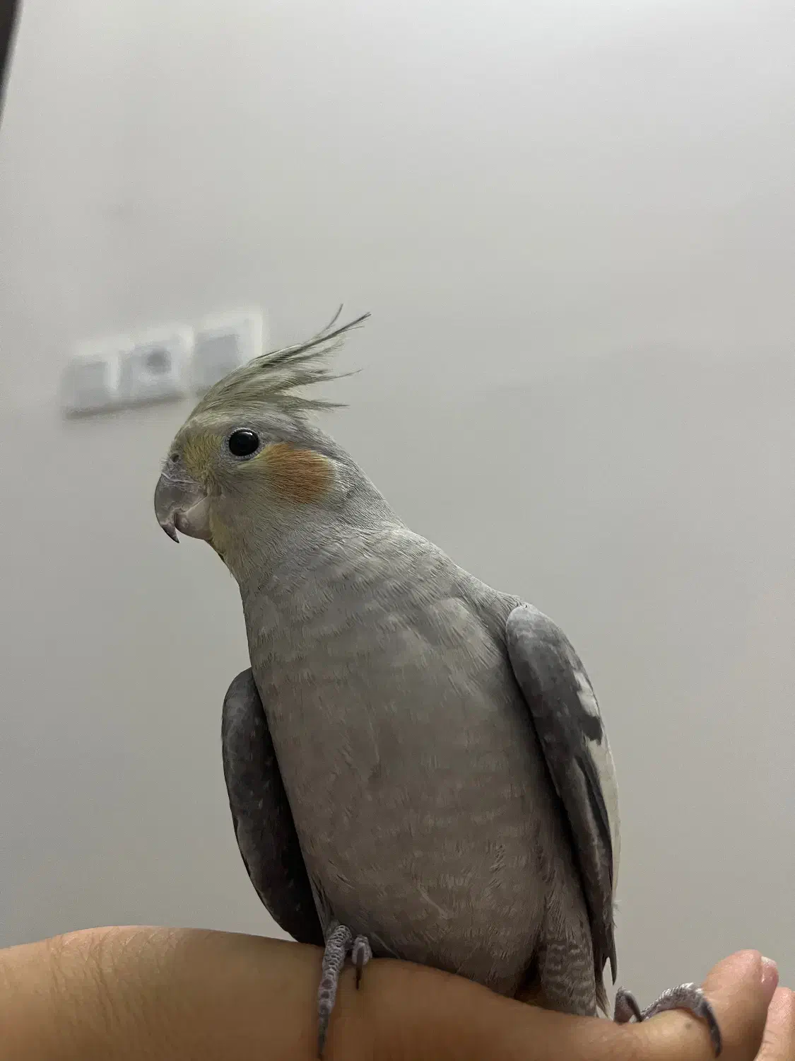 عروس هلندی|پرنده|اصفهان, ارزنان|دیوار